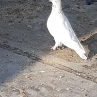 کبوتر گمشده