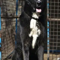 نر افغان خراسانی