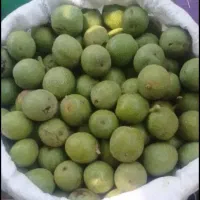 گردو|خوردنی و آشامیدنی|آسارا, |دیوار