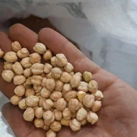 نخود امسال|خوردنی و آشامیدنی|هرسین, |دیوار