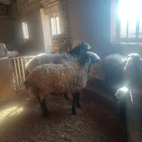 قوچ نژاد شال|حیوانات مزرعه|شال, |دیوار