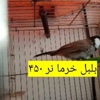 فروش قناری|پرنده|یزد, |دیوار