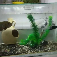 اکواریوم باتمام تشکیلات دوتاماهی یدونه لجن خوار