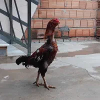 خروس لاری اصل