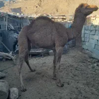 شتر|حیوانات مزرعه|بختگان, |دیوار