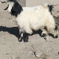 با سلام بزغاله ماده و یک بززایمان کرده|حیوانات مزرعه|لاجان, |دیوار