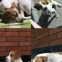 واگذاری سگ نژاد اصل پوینتر