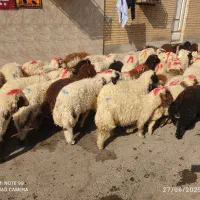 گوسفندوبره عربی چاق چاق((همراه باقصاب رایگان))