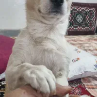 توله شی واوا  نر