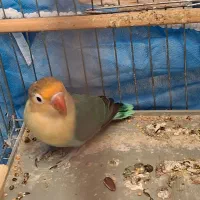 کوتوله|پرنده|زاهدان, |دیوار