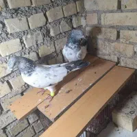 شیخی وپلاکی|پرنده|رامشیر, |دیوار