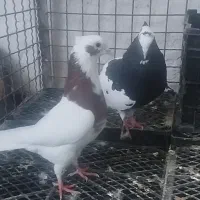 جفت کفتر طوقی