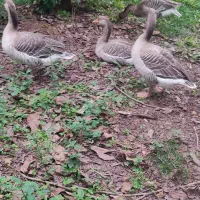 غازز محلی سرحال اصل جنس