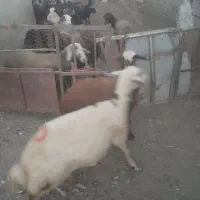 میش و بره