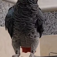 جوجه کاسکو سخنگو