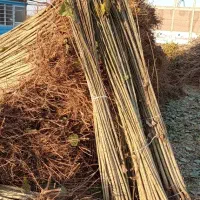 نهالستان سهند مولایی