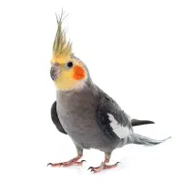 عروس هلندی جفت