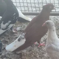 تعدادی کبوتر