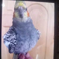 گمشده. ۲۰ متری بهار