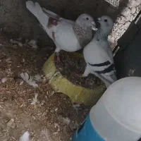 فروش ۲جفت نروماده