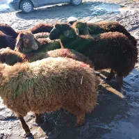 دامداری زیر نظر شهرداری و بهداشت گوسفند زنده