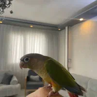 جوجه گرینچیک 45 روزه دستی