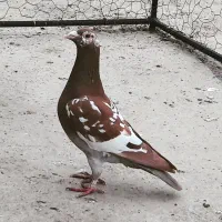 ملیمنز گم کردمه فرهنگشهر