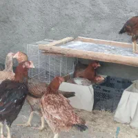 فروش و معاوضه مرغ خروسهای لاری اصیل|حیوانات مزرعه|مشهد, زیرکن|دیوار