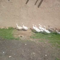 قاز محلی ۹ عدد با اردک