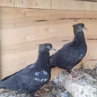 جوجه سینه سیاه