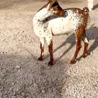 وارداتی اهوی|حیوانات مزرعه|لواسان, |دیوار