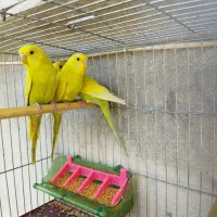 مرغ عشق رنگین کمانی