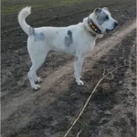 سگ آلابای روسی