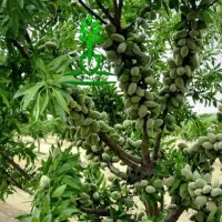 هدیه طبیعت به کشاورزان