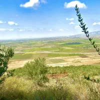 باغ زیتون