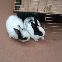 معاوضه خرگوش با همستر