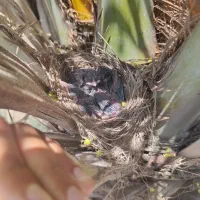 چهار تا جوجه قناری دستی