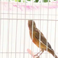 قناری نر بخون