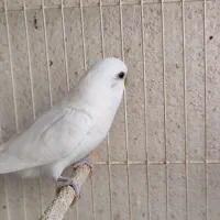 مرغ عشق رنگین کمانی|پرنده|مشهد, امیریه|دیوار