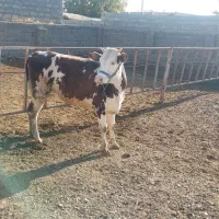 گوساله سیمینتال|حیوانات مزرعه|بیلوار, |دیوار