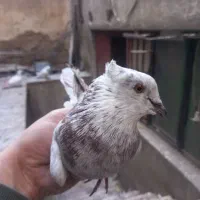 کبوترهای سو قدیم تهران|پرنده|تهران, حشمتیه|دیوار