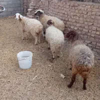 میش جوان|حیوانات مزرعه|سرایان, |دیوار