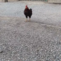 خروس لاری|حیوانات مزرعه|پاکدشت, پاکدشت (مامازند)|دیوار