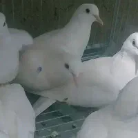 کبوتر یاحقی
