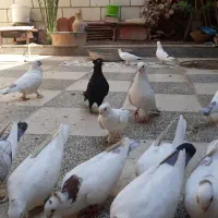 کبوتر زینتی|پرنده|اهواز, بهارستان|دیوار