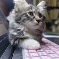 دوره تخصصی آموزش نگهداری گربه با مدرک معتبر|خدمات آموزشی|تهران, نجات اللهی|دیوار