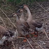 قوغاز آفریقایی اصیل