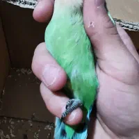 طوطی کوتوله|پرنده|کرمان, |دیوار
