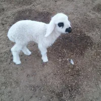 بره شیری|حیوانات مزرعه|بندر ماهشهر, |دیوار