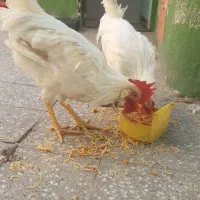 خروش ماشینی ۸ ماهه|حیوانات مزرعه|قم, نیروگاه|دیوار